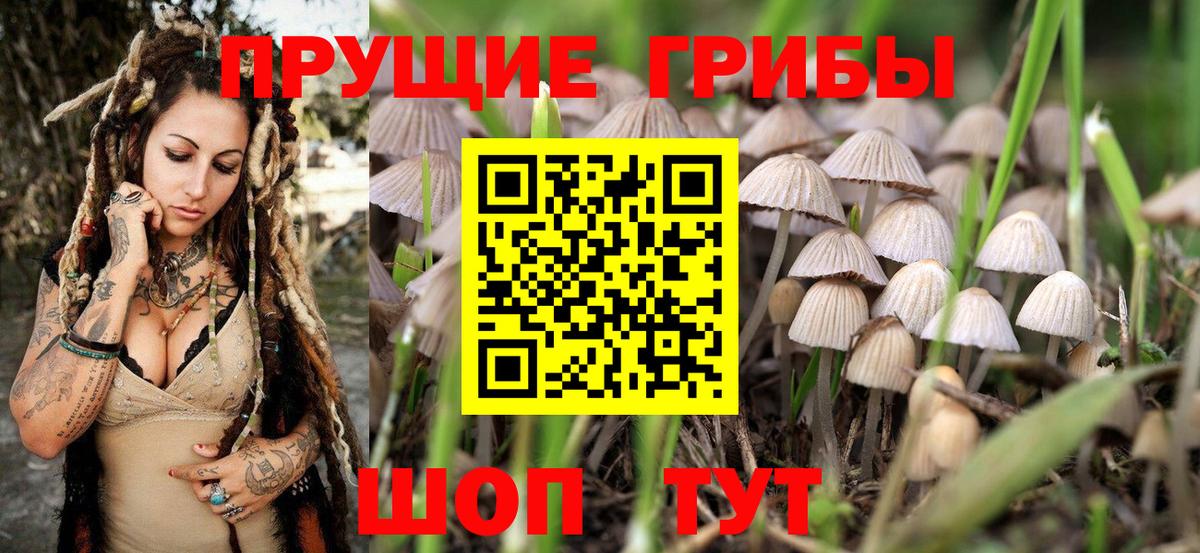 Галлюциногенные грибы прущие грибы Сосновый Бор